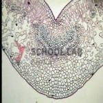 Prepared Microscope Slide - Sunflower (Helianthus): Leaf T.S.